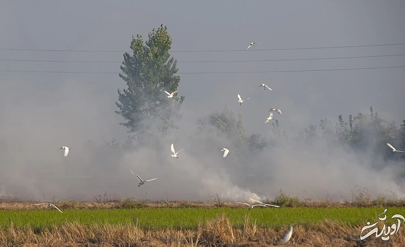 (تصاویر) برداشت برنج در مازندران